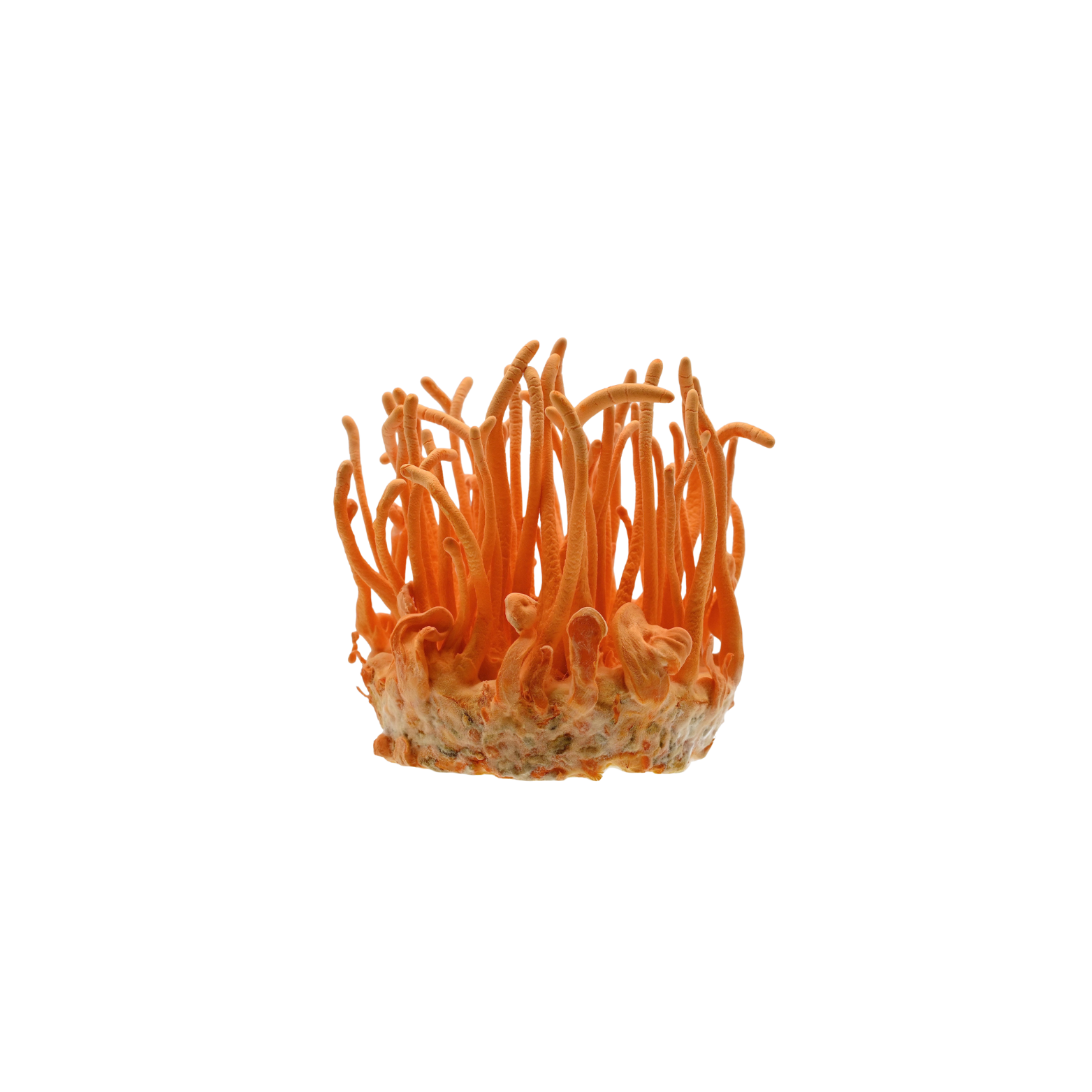 Cordyceps