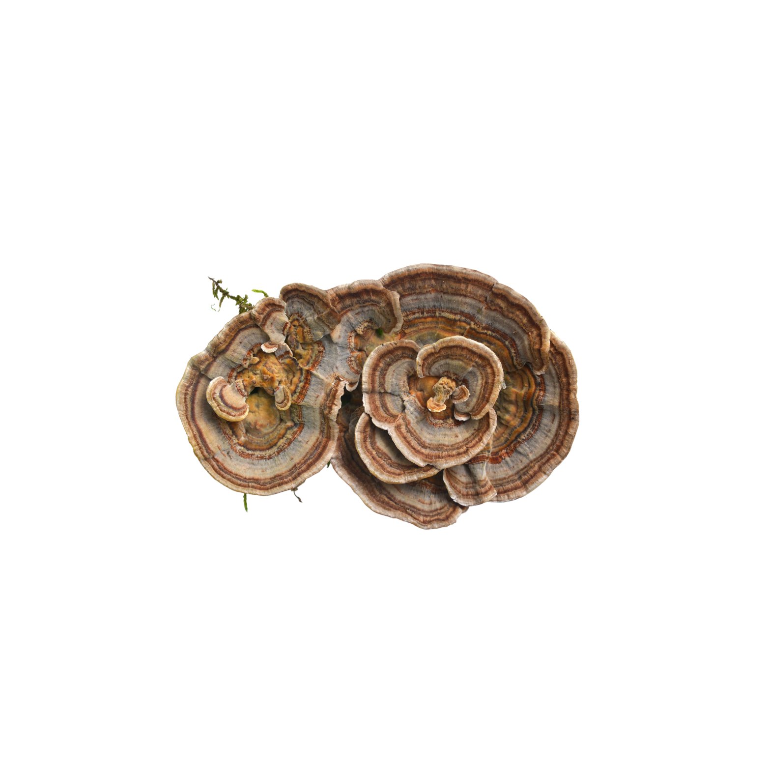 Turkey Tail